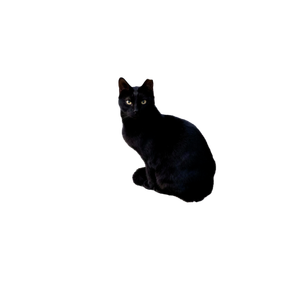A Sleek Black Cat Sitting On Stone Steps Outdoors In İZmir, Captured In A Natural Setting. 15393 - Cat PNG image with transparent background